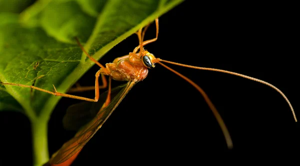 Velký komár na list — Stock fotografie