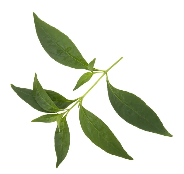 Andrographis Paniculata Φυτό Λευκό Φόντο — Φωτογραφία Αρχείου
