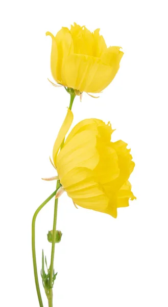 Жовта Квітка Ізольована Білому Тлі Стокове Фото