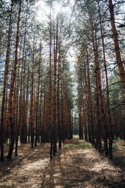 Güneşli bir günde ormanın dikey fotoğrafı. Çam ağaçları. Doğaya yakın, temiz hava ile zihinsel iyileşme. Dijital detoks, doğaya bağlı değil.. 