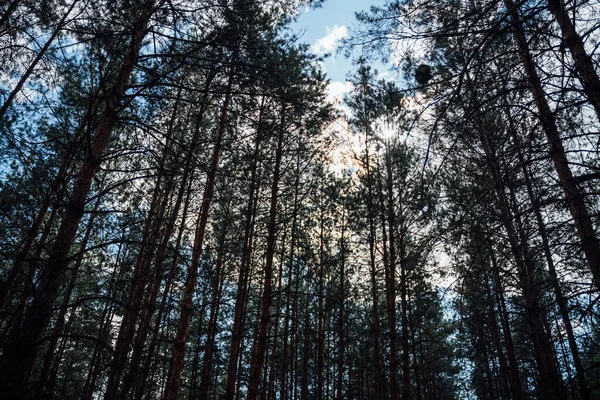 Güneşli bir günde çam ormanı. Çam ağaçları. Doğaya yakın, temiz hava ile zihinsel iyileşme. Dijital detoks, doğaya bağlı değil.. 