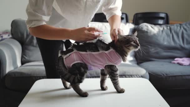 Mujer en casa inyectando subcutáneamente al gato. Seguro veterinario. Después de la recuperación quirúrgica. Cirugía de esterilización o castración — Vídeos de Stock