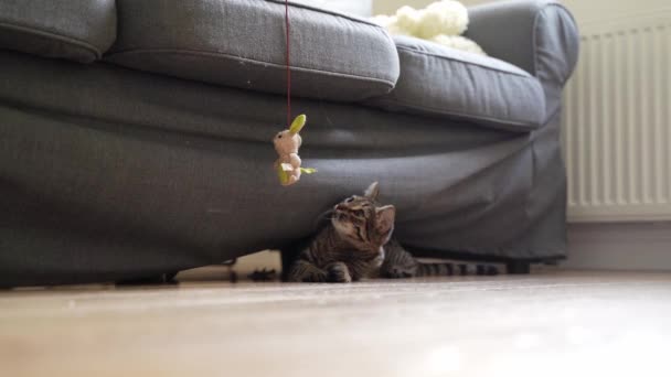 Katze spielt zu Hause mit Mäusespielzeug mit Seil. Wohnzimmer mit verspielter Katze. Entzückende Kätzchen neugierig auf neues Spielzeug — Stockvideo