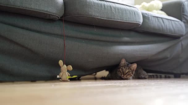 Kočka hraje s myší hračkou s lanem doma. Obývací pokoj s hravou kočkou. Roztomilé kotě zvědavosti o nové hračky — Stock video
