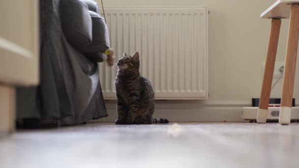 Кіт грає з іграшкою миші з мотузкою вдома. Вітальня з грайливим котом. Чарівний кошеня цікаво про нову іграшку — стокове відео