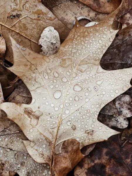 Vue du dessus de la feuille jaune avec des gouttes d'eau. Feuilles d'automne fermer la photo verticale. Contexte saisonnier — Photo