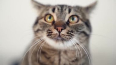 Tekir kedi portresini kapat. Komik, ciddi bir evcil kedi yavrusu. Evcil hayvanlar evde. Aç kedi. Yumuşak odaklı, el kameralı 