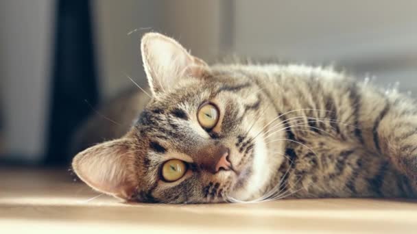 Primer plano del retrato de gato con piel gris tabby y ojos grandes verdes. Gatito pone en el suelo de madera en el bolsillo del sol en casa. — Vídeo de stock