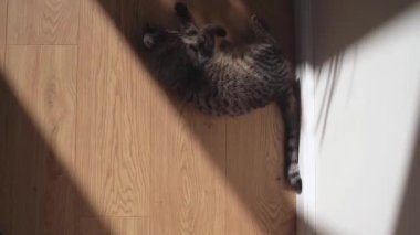 Tekir gri kürklü ve yeşil büyük gözlü kedi portresini kapat. Kedi yavrusu, evdeki güneş cebinde, ahşap zemine uzanıyor.. 