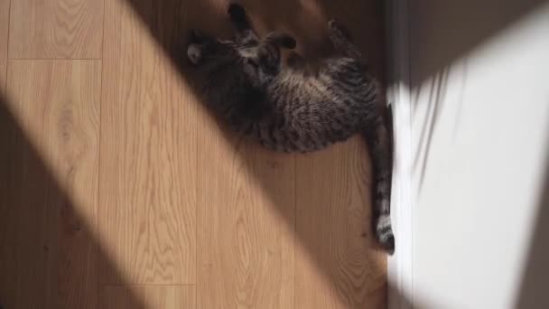 Dekat potret kucing dengan bulu abu-abu tabby dan mata besar hijau. Kitten berbaring di lantai kayu di saku matahari di rumah. — Stok Video