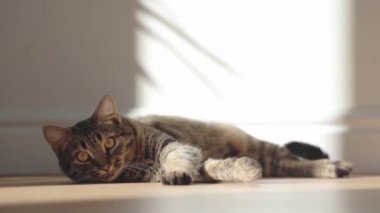 Tekir gri kürklü ve yeşil büyük gözlü kedi portresini kapat. Kedi yavrusu, evdeki güneş cebinde, ahşap zemine uzanıyor.. 