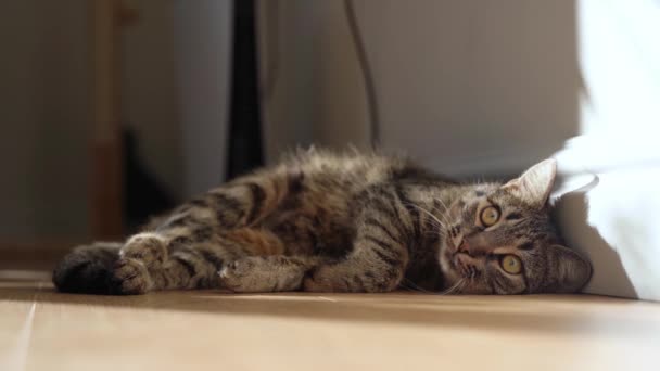 Dekat potret kucing dengan bulu abu-abu tabby dan mata besar hijau. Kitten berbaring di lantai kayu di saku matahari di rumah. — Stok Video