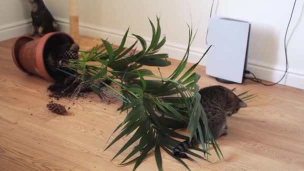 Tabby gato caído y roto maceta de la planta mientras se juega con la planta. Planta de palma volcada en casa por mascota. — Vídeos de Stock