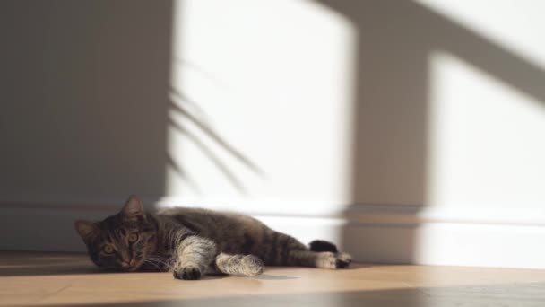 Detailní záběr na kočičí portrét s tabby šedou srstí a velkýma zelenýma očima. Kotě leží doma na dřevěné podlaze ve sluneční kapse. — Stock video