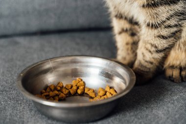 Evdeki kanepede yemek yiyen gri sevimli kedi. Demir tabağın önünde elinde çanak çömlek olan soyulmuş bir kedi oturuyor.