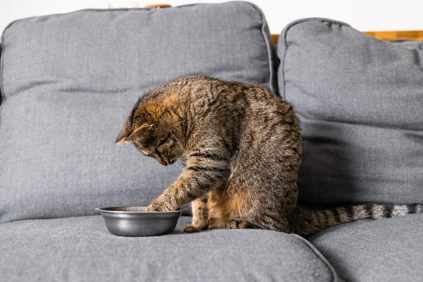 Grey cute cat eating at the sofa at home. Stripped cat sitting in front of the iron plate with crockets at it — Stock Photo, Image