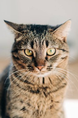 Ciddi komik kedi portresi. Dikey fotoğraf. Güneşli bir günde tekir ev hayvanı 