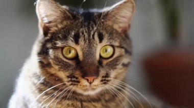Güneşli bir günde evde tekir kedi portresini kapat. Uzun bıyıklar ve yeşil gözler