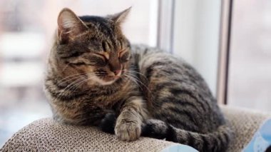 Pencerenin yanındaki balkondaki tekir kedi portresini kapat. Uzun bıyıklar ve yeşil gözler. Tembel kedi.