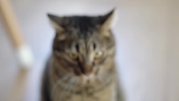 Κοντινό πλάνο του Tabby γάτα στο σπίτι παίζει και επιτίθεται στο χέρι των ιδιοκτητών. Αστείο παιχνιδιάρικο κατοικίδιο — Αρχείο Βίντεο