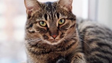 Pencerenin yanındaki balkondaki tekir kedi portresini kapat. Uzun bıyıklar ve yeşil gözler. Tembel kedi.