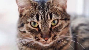 Pencerenin yanındaki balkondaki tekir kedi portresini kapat. Uzun bıyıklar ve yeşil gözler. Tembel kedi.