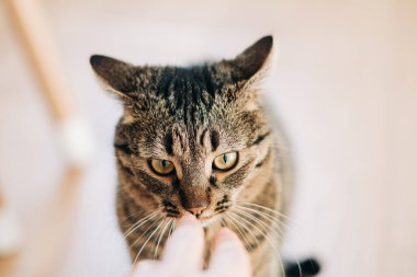 Cat insan elini ısırmaya hazırlanıyor. Belki kedi sadece insan eline bakıyordur ama kim bilir ne düşünüyordur.