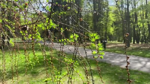 Detail větve Modřín s mladými jehličkami, jarní park se slunečními paprsky a slunečním světlem — Stock video