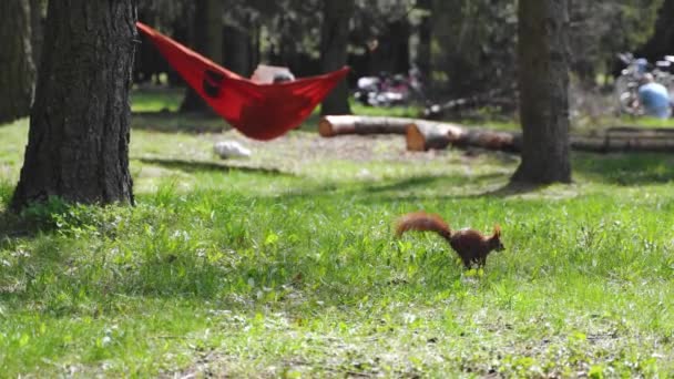 Chlupatá hnědá veverka ve veřejném parku v létě slunečný den — Stock video