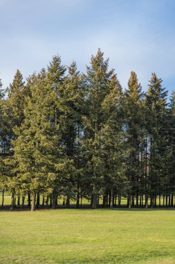 Yeşil çimenlikteki karaçam ağaçları ve mavi gökyüzüyle güneşli bir yaz günü. Açık hava keşfi 