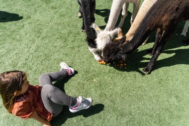 Preschool girl feeding group of alpacas with carrot on a farm on summer sunny day. High quality photo