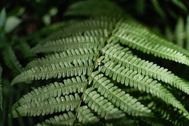 Close up of green fern with small bug on sunny summer day. High quality photo
