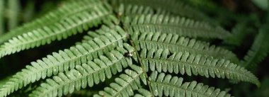 Close up of green fern with small bug on sunny summer day. High quality photo