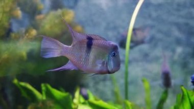 Close up of aquarium water with fishes. Underwater life. High quality FullHD footage