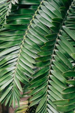 Green leaf plant background, summer foliage texture . High quality photo
