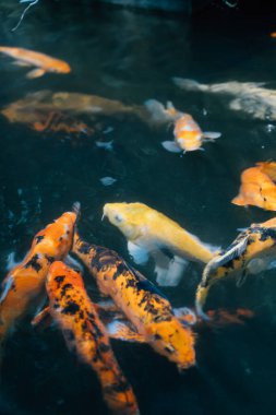 Koi carp golden fish pond, traditional Japan garden lake. High quality photo