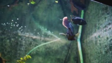 Close up of aquarium water with fishes. Underwater life. High quality FullHD footage