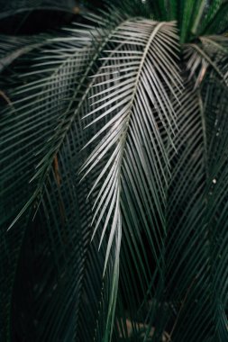 Green leaf plant background, summer foliage texture . High quality photo
