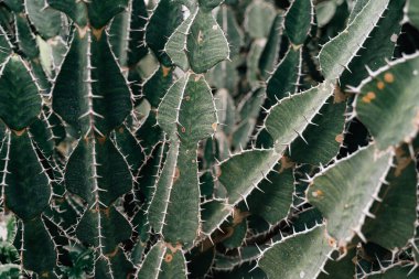 Cactus background texture, nature pattern . High quality photo