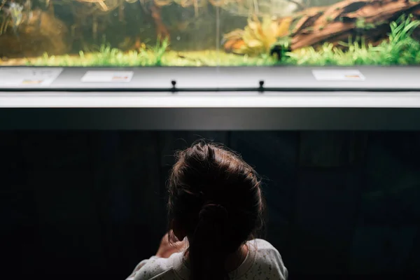 Niña Zoológico Con Terrario Acuario Observando Naturaleza Foto Alta Calidad — Foto de Stock