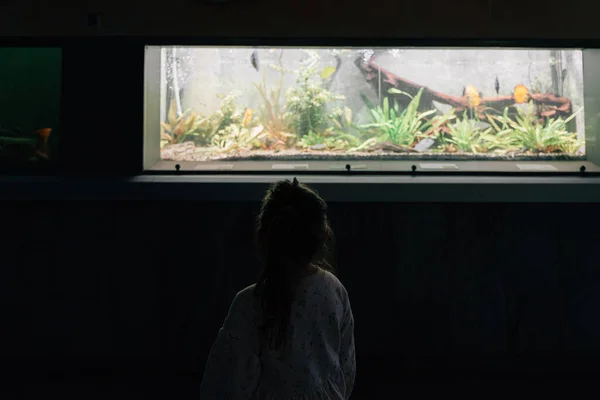 Gyermek Lány Állatkertben Terráriummal Vagy Akváriummal Nézi Természetet Kiváló Minőségű — Stock Fotó