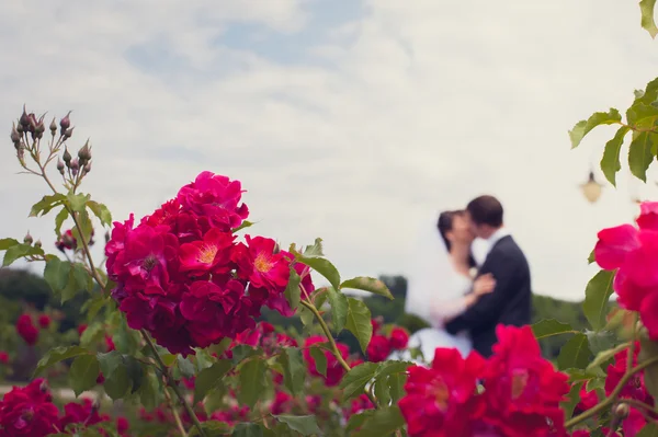 Walk of newly-weds — Stock Photo, Image