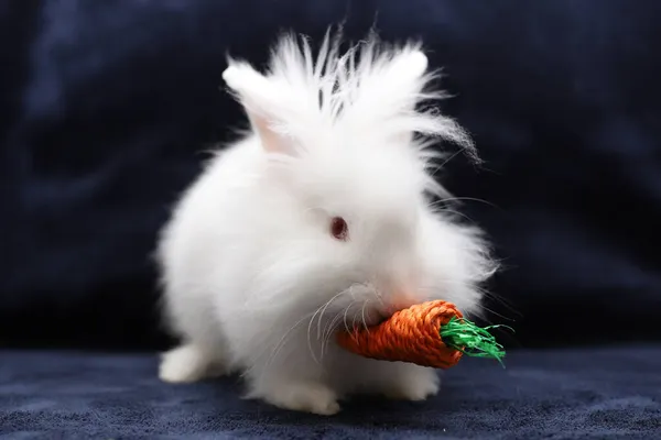Белый Кролик Минилоп Поддельной Морковкой Темно Синем Фоне — стоковое фото
