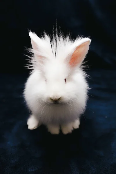 Белый Кролик Минилоп Темно Синем Фоне — стоковое фото