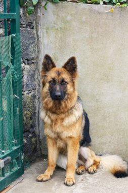 Safkan bir Alman köpeği oturur ve kameraya bakar.