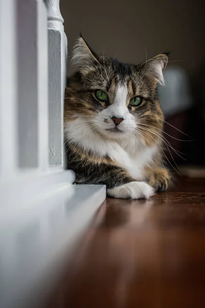 木製の床に横になっている緑色の目をしたタビーと白い猫のクローズアップ — ストック写真