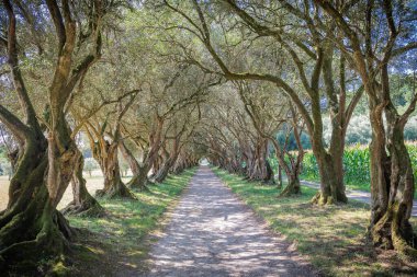 Galiçya 'nın Santiago de Compostela şehrinde bulunan bir saraya ait güzel bir yolda zeytin ağaçları oluştu. Fotoğraf Ağustos 202 'de çekildi
