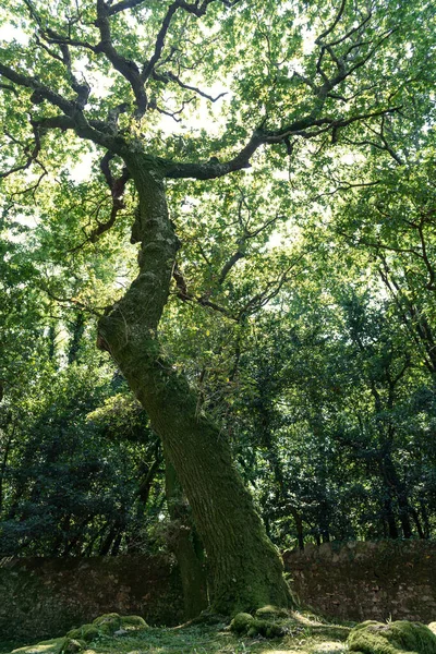 Galiçya 'nın Santiago de Compostela şehrinde bulunan bir saraya ait güzel bir yolda zeytin ağaçları oluştu. Fotoğraf Ağustos 202 'de çekildi