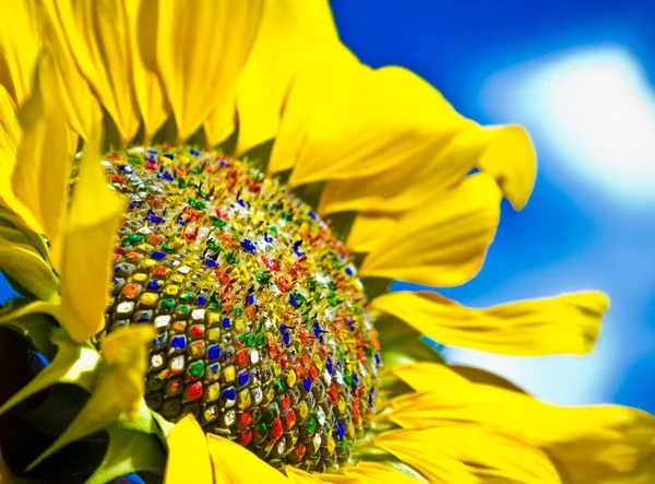 Colorful sunflower — Stock Photo, Image