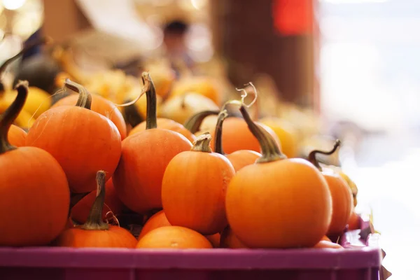 Citrouilles bébé — Photo